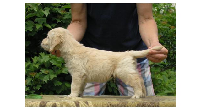 Щенки папийона (папильона) в питомнике Бон Плезир Щенки папийона (папильона) в питомнике Бон Плезир