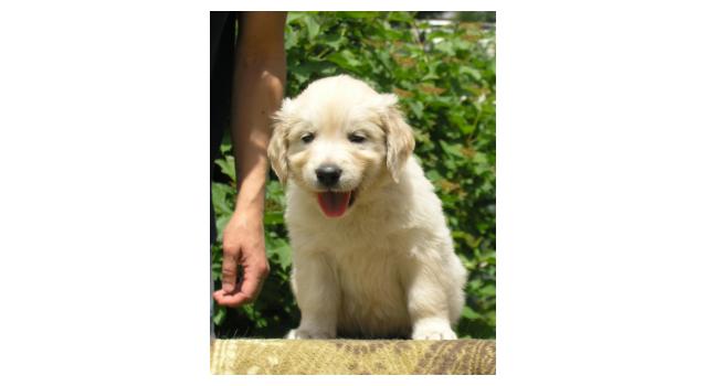 Щенки папийона (папильона) в питомнике Бон Плезир Щенки папийона (папильона) в питомнике Бон Плезир