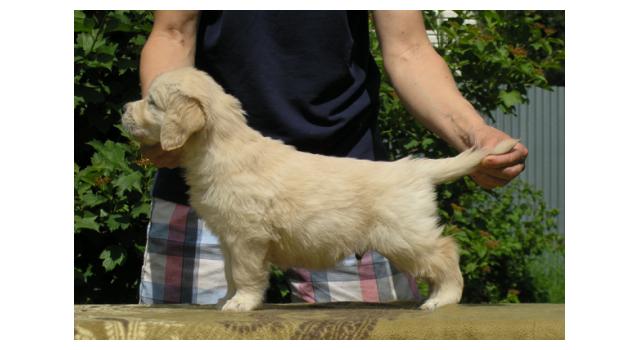 Щенки папийона (папильона) в питомнике Бон Плезир Щенки папийона (папильона) в питомнике Бон Плезир