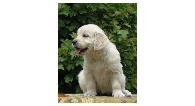 Щенки папийона (папильона) в питомнике Бон Плезир Щенки папийона (папильона) в питомнике Бон Плезир