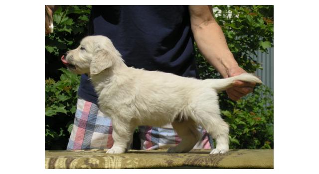 Щенки папийона (папильона) в питомнике Бон Плезир Щенки папийона (папильона) в питомнике Бон Плезир