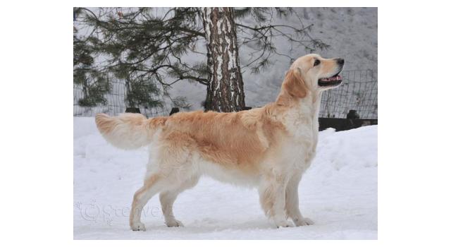 Щенки папийона (папильона) в питомнике Бон Плезир Щенки папийона (папильона) в питомнике Бон Плезир