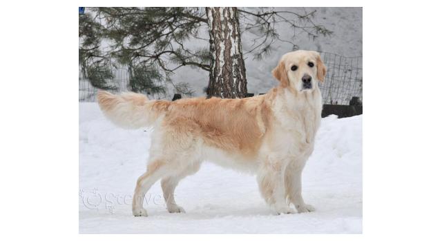 Щенки папийона (папильона) в питомнике Бон Плезир Щенки папийона (папильона) в питомнике Бон Плезир