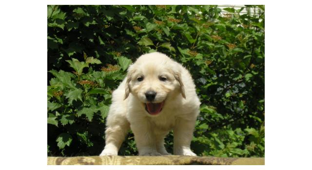 Щенки папийона (папильона) в питомнике Бон Плезир Щенки папийона (папильона) в питомнике Бон Плезир