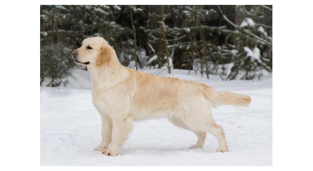 Щенки папийона (папильона) в питомнике Бон Плезир Щенки папийона (папильона) в питомнике Бон Плезир