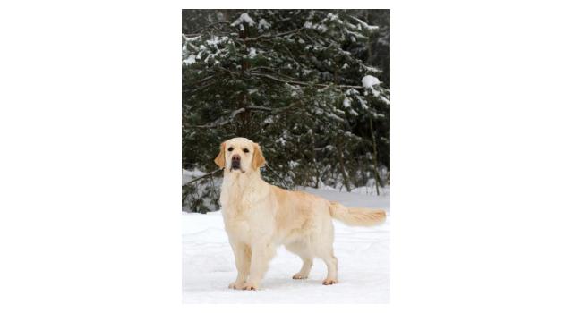 Щенки папийона (папильона) в питомнике Бон Плезир Щенки папийона (папильона) в питомнике Бон Плезир