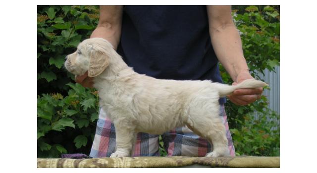 Щенки папийона (папильона) в питомнике Бон Плезир Щенки папийона (папильона) в питомнике Бон Плезир