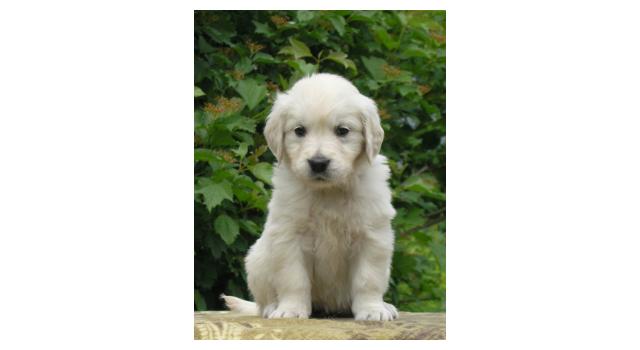 Щенки папийона (папильона) в питомнике Бон Плезир Щенки папийона (папильона) в питомнике Бон Плезир