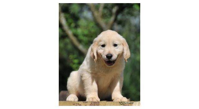 Щенки папийона (папильона) в питомнике Бон Плезир Щенки папийона (папильона) в питомнике Бон Плезир