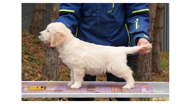 Щенки папийона (папильона) в питомнике Бон Плезир Щенки папийона (папильона) в питомнике Бон Плезир