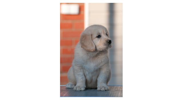 Щенки папийона (папильона) в питомнике Бон Плезир Щенки папийона (папильона) в питомнике Бон Плезир