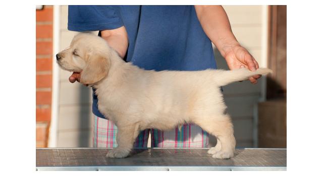 Щенки папийона (папильона) в питомнике Бон Плезир Щенки папийона (папильона) в питомнике Бон Плезир