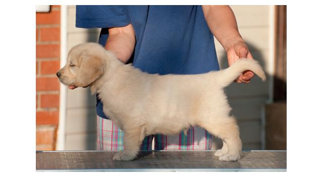 Щенки папийона (папильона) в питомнике Бон Плезир Щенки папийона (папильона) в питомнике Бон Плезир