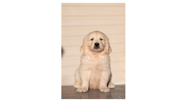 Щенки папийона (папильона) в питомнике Бон Плезир Щенки папийона (папильона) в питомнике Бон Плезир