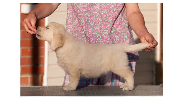 Щенки папийона (папильона) в питомнике Бон Плезир Щенки папийона (папильона) в питомнике Бон Плезир