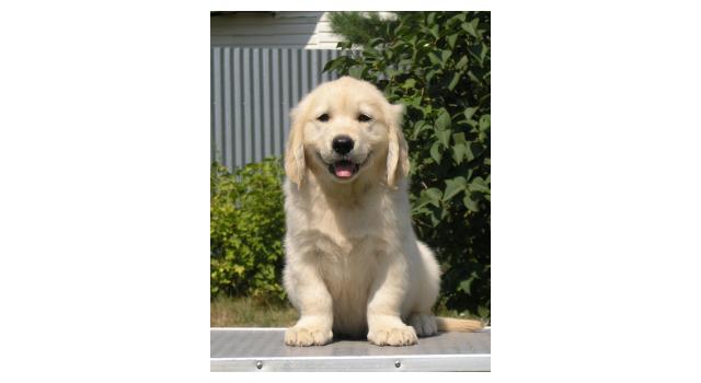 Щенки папийона (папильона) в питомнике Бон Плезир Щенки папийона (папильона) в питомнике Бон Плезир