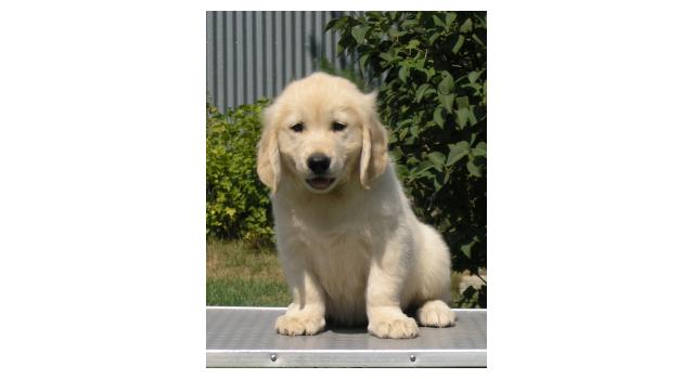 Щенки папийона (папильона) в питомнике Бон Плезир Щенки папийона (папильона) в питомнике Бон Плезир