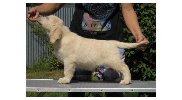 Щенки папийона (папильона) в питомнике Бон Плезир Щенки папийона (папильона) в питомнике Бон Плезир