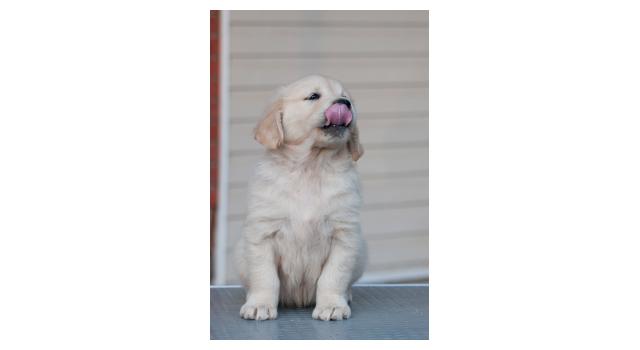 Щенки папийона (папильона) в питомнике Бон Плезир Щенки папийона (папильона) в питомнике Бон Плезир