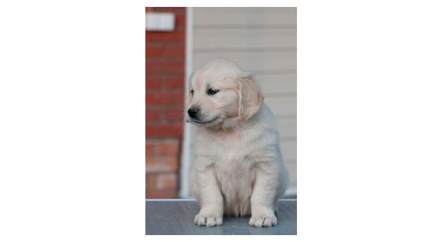 Щенки папийона (папильона) в питомнике Бон Плезир Щенки папийона (папильона) в питомнике Бон Плезир