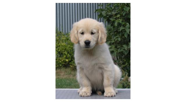 Щенки папийона (папильона) в питомнике Бон Плезир Щенки папийона (папильона) в питомнике Бон Плезир