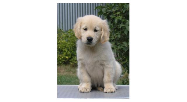 Щенки папийона (папильона) в питомнике Бон Плезир Щенки папийона (папильона) в питомнике Бон Плезир