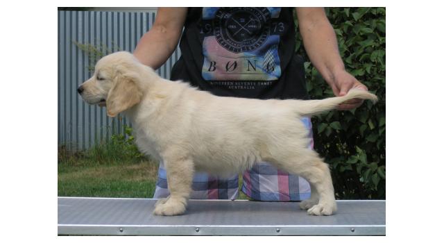 Щенки папийона (папильона) в питомнике Бон Плезир Щенки папийона (папильона) в питомнике Бон Плезир