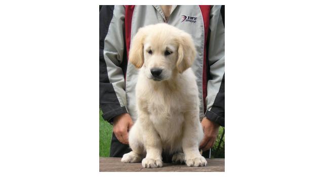 Щенки папийона (папильона) в питомнике Бон Плезир Щенки папийона (папильона) в питомнике Бон Плезир