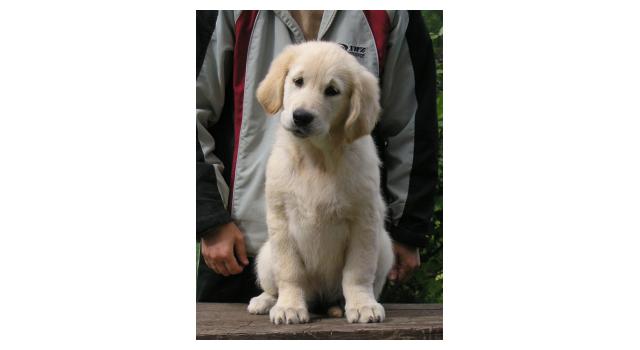 Щенки папийона (папильона) в питомнике Бон Плезир Щенки папийона (папильона) в питомнике Бон Плезир