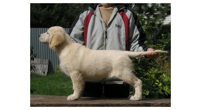 Щенки папийона (папильона) в питомнике Бон Плезир Щенки папийона (папильона) в питомнике Бон Плезир
