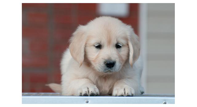 Щенки папийона (папильона) в питомнике Бон Плезир Щенки папийона (папильона) в питомнике Бон Плезир