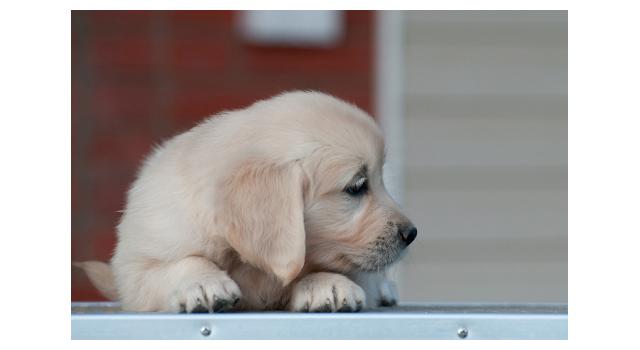 Щенки папийона (папильона) в питомнике Бон Плезир Щенки папийона (папильона) в питомнике Бон Плезир