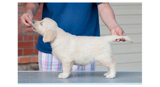 Щенки папийона (папильона) в питомнике Бон Плезир Щенки папийона (папильона) в питомнике Бон Плезир