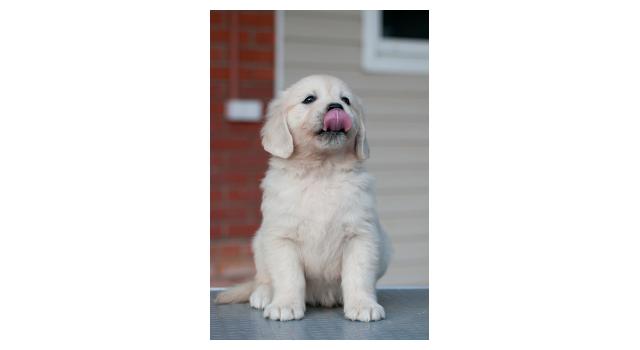 Щенки папийона (папильона) в питомнике Бон Плезир Щенки папийона (папильона) в питомнике Бон Плезир