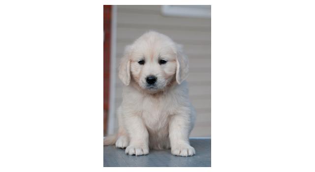 Щенки папийона (папильона) в питомнике Бон Плезир Щенки папийона (папильона) в питомнике Бон Плезир