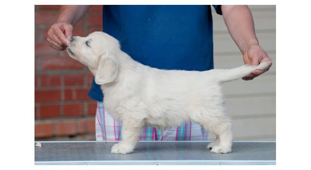 Щенки папийона (папильона) в питомнике Бон Плезир Щенки папийона (папильона) в питомнике Бон Плезир