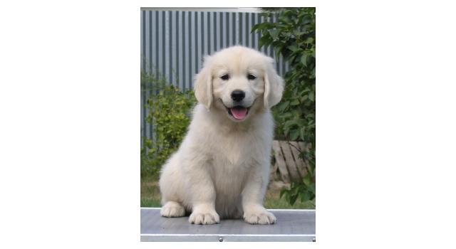 Щенки папийона (папильона) в питомнике Бон Плезир Щенки папийона (папильона) в питомнике Бон Плезир