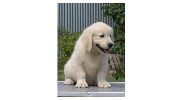 Щенки папийона (папильона) в питомнике Бон Плезир Щенки папийона (папильона) в питомнике Бон Плезир