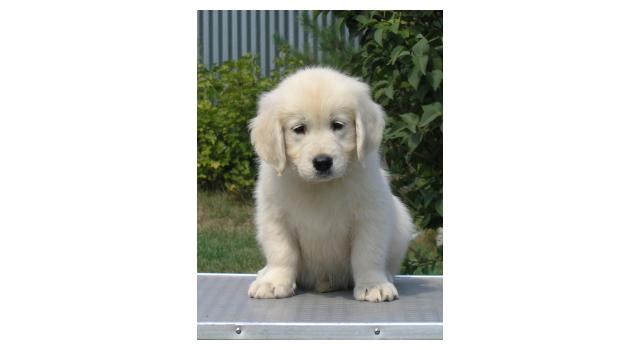 Щенки папийона (папильона) в питомнике Бон Плезир Щенки папийона (папильона) в питомнике Бон Плезир