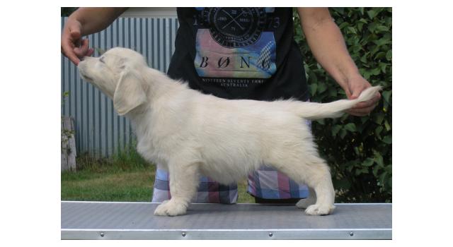 Щенки папийона (папильона) в питомнике Бон Плезир Щенки папийона (папильона) в питомнике Бон Плезир