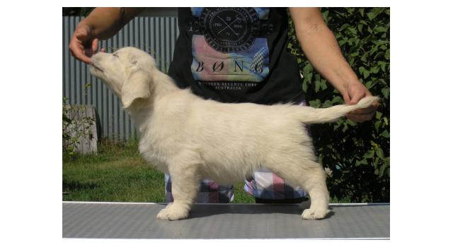 Щенки папийона (папильона) в питомнике Бон Плезир Щенки папийона (папильона) в питомнике Бон Плезир