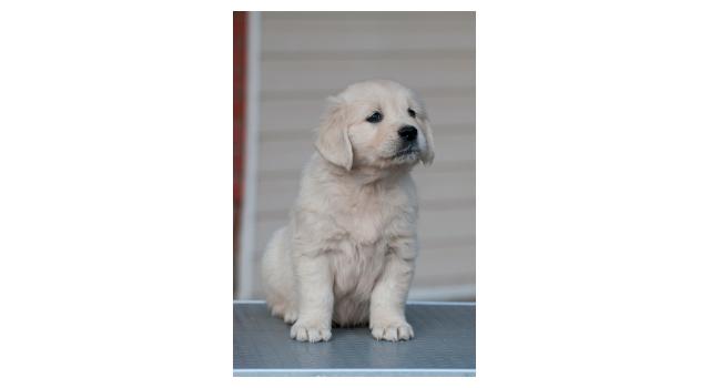 Щенки папийона (папильона) в питомнике Бон Плезир Щенки папийона (папильона) в питомнике Бон Плезир