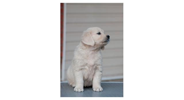 Щенки папийона (папильона) в питомнике Бон Плезир Щенки папийона (папильона) в питомнике Бон Плезир