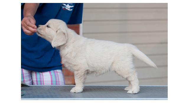 Щенки папийона (папильона) в питомнике Бон Плезир Щенки папийона (папильона) в питомнике Бон Плезир