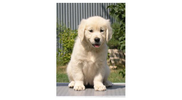 Щенки папийона (папильона) в питомнике Бон Плезир Щенки папийона (папильона) в питомнике Бон Плезир