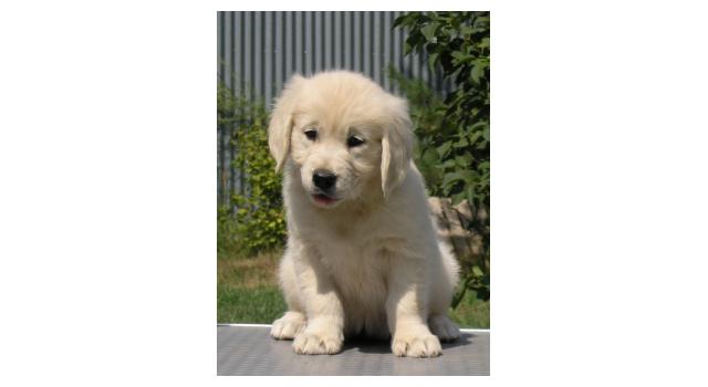 Щенки папийона (папильона) в питомнике Бон Плезир Щенки папийона (папильона) в питомнике Бон Плезир