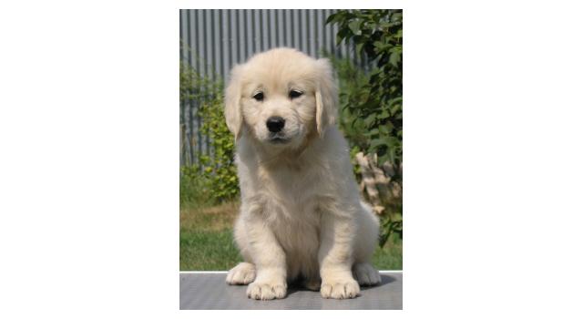 Щенки папийона (папильона) в питомнике Бон Плезир Щенки папийона (папильона) в питомнике Бон Плезир