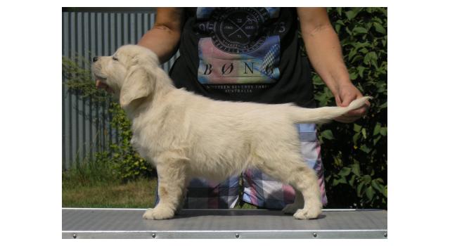Щенки папийона (папильона) в питомнике Бон Плезир Щенки папийона (папильона) в питомнике Бон Плезир