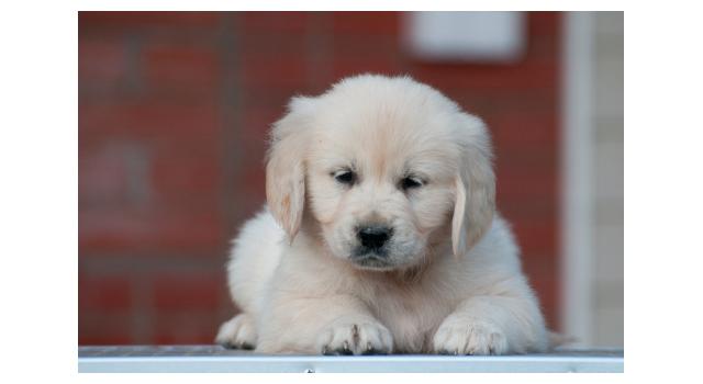 Щенки папийона (папильона) в питомнике Бон Плезир Щенки папийона (папильона) в питомнике Бон Плезир