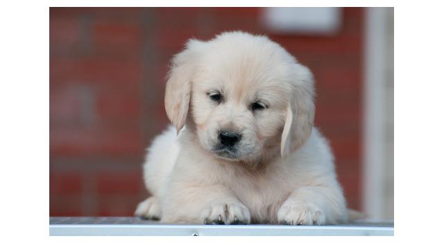 Щенки папийона (папильона) в питомнике Бон Плезир Щенки папийона (папильона) в питомнике Бон Плезир